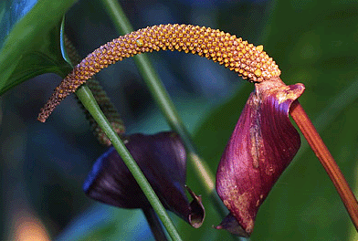 Anthurium