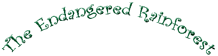 The Endangered Rainforest