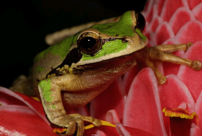 Masked Tree Frog