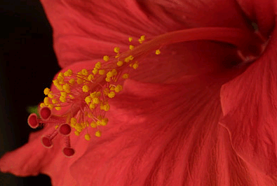 Hibiscus