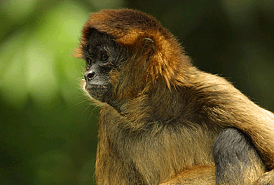 spider monkey