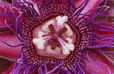 Passion Flower