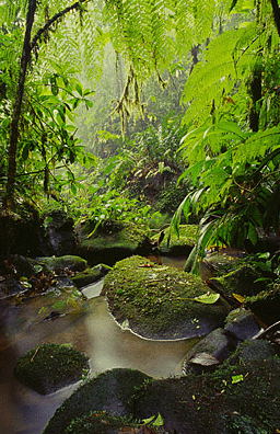 rocky stream rainforest