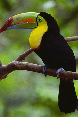 Keel-billed Toucan